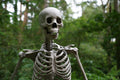 Skeleton Decor Figure
